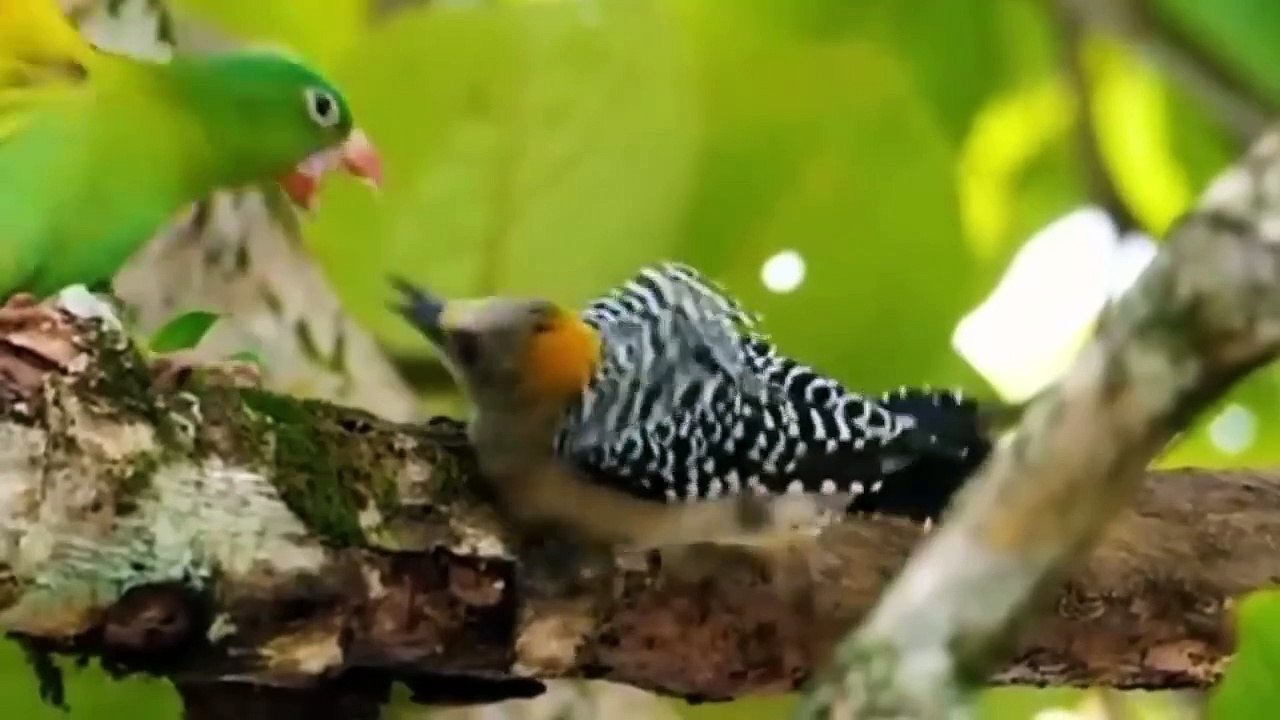 Beautiful birds sound