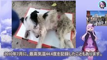 背骨を半分に折られた子犬は猛暑の中、段ボール箱に入れられ見知らぬ場所に放置されましたA puppy with its back broken in half was left in a strange location in a cardboard box during scorching heat.