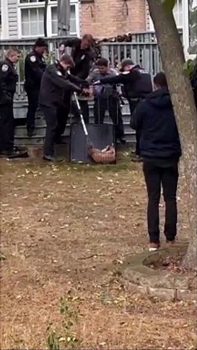 القبض على وشق بري يتجول بحرية في ضواحي شيكاغو