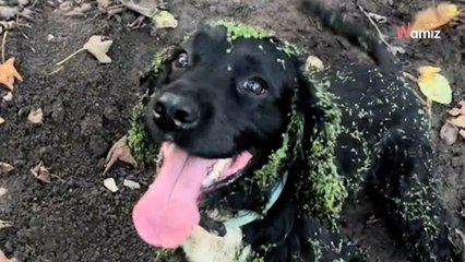 Il présente son chien à la caméra en rentrant de balade : 871K personnes ont un doute sur sa vraie nature (vidéo)