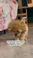 This adorable pup in a lion cap thinks he&#039;s a tiger!  Cutest little walk ever!