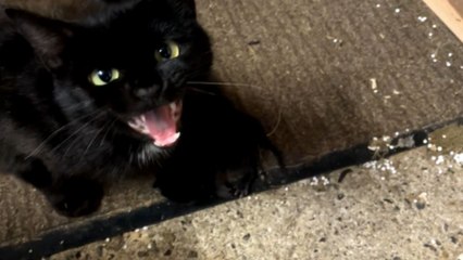 Man heads to shed in search of a tool, discovers adorable kittens instead