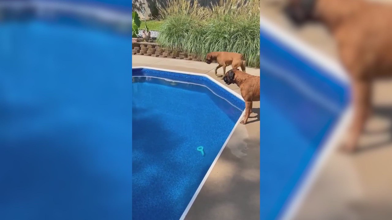 La increíble habilidad acuática de un perro que se maneja en una piscina como si fuera un pez
