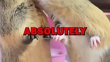 HAMSTERS IN LOVE! #animalstories #pets #hamsters #cute #animals