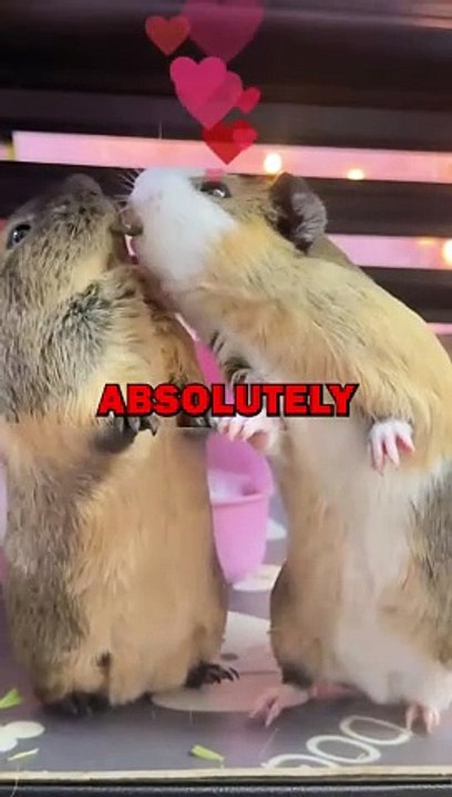 HAMSTERS IN LOVE! #animalstories #pets #hamsters #cute #animals