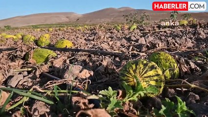 Yozgat'ta Çiftçiler Kavun Karpuzlarını Tarlada Bırakmak Zorunda Kalıyor