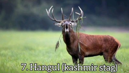 Endangered Himalayan red deer