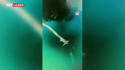 İzmir'de yarışmada balıkçının oltasına köpek balığı takıldı