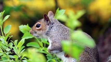 4K African Wildlife at Mana Pools 🐾