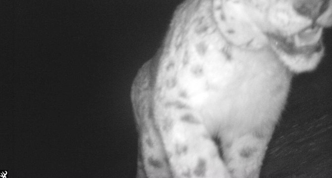 Aperçu d'un léopard des neiges, cet animal invisible