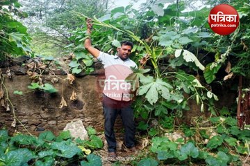 Alwar News: पिनान क्षेत्र में 10 फीट ऊंचा भिंडी का पौधा बना आकर्षण का केंद्र