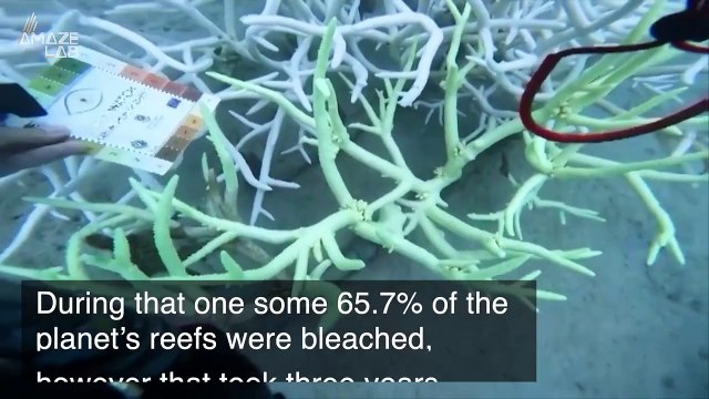 NOAA Announces 4th Record Breaking Coral Reef Mass Bleaching Event
