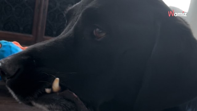 Défiguré après avoir combattu un cancer lorsqu'il était chiot, ce chien fait fondre le coeur des internautes (vidéo)
