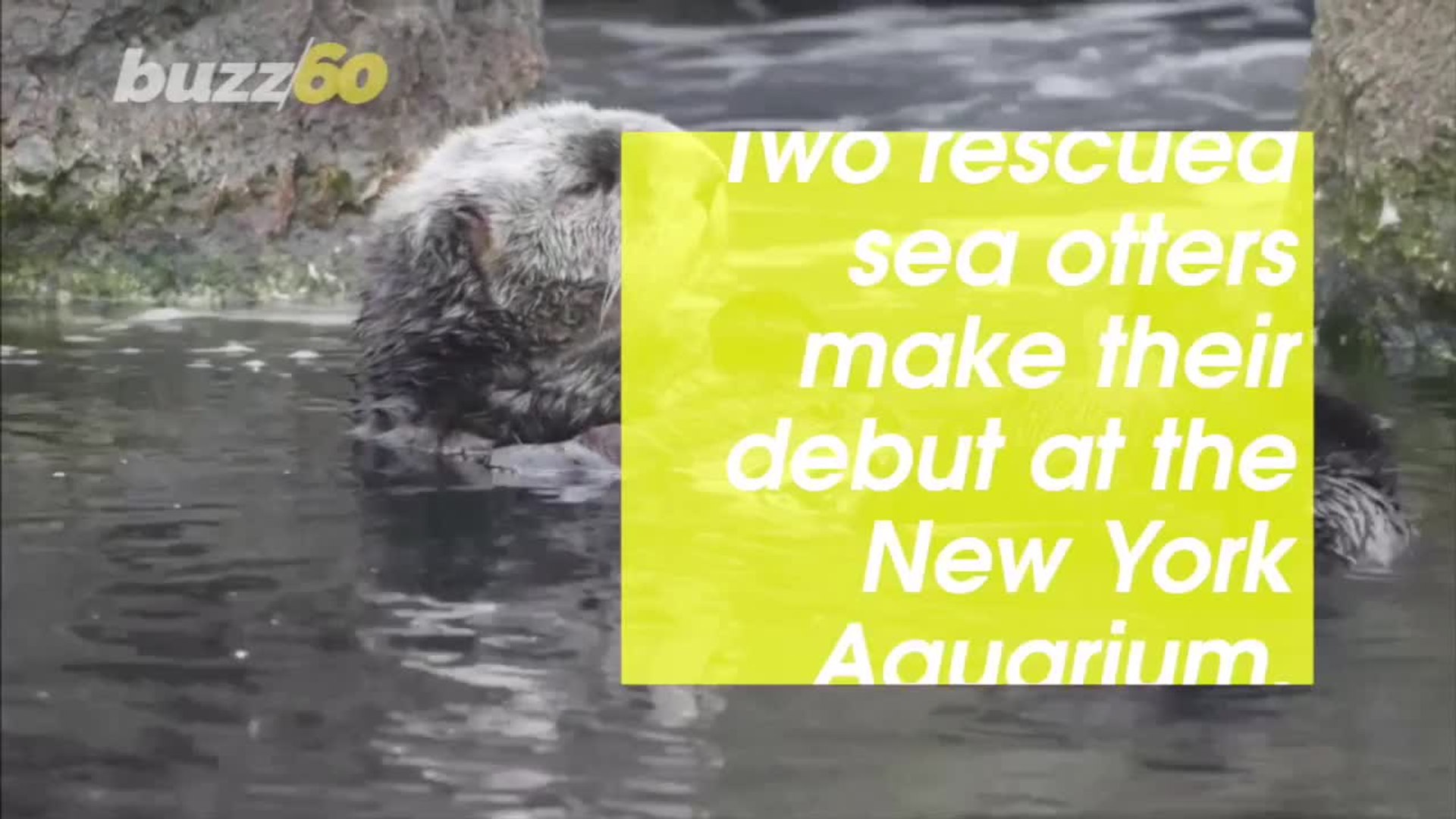 ⁣Sea Otters Make Debut at New York Aquarium