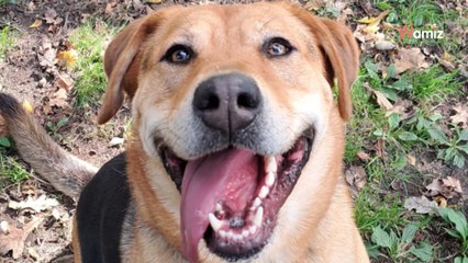 Malgré sa bouille craquante, cette jeune chienne ne séduit pas les visiteurs du refuge où elle attend depuis 1 an