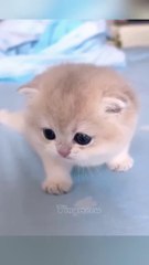 Kitten's meow#meow #meowing #kitten