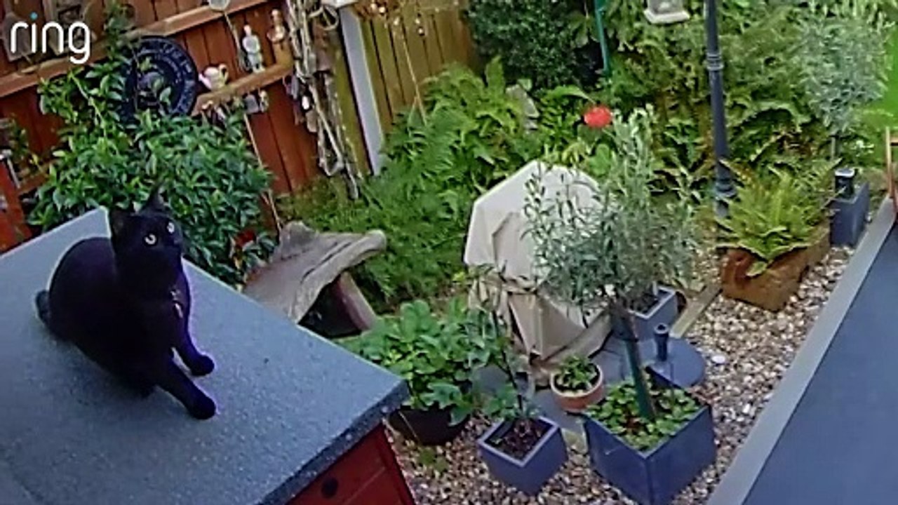 Daredevil cat makes superhero jump