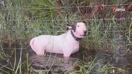 "Personne ne voulait le récupérer" : un homme est arrêté après avoir abandonné son chien de la pire des façons