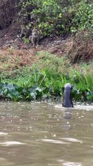 Big Tiger Hypnotized by Trio