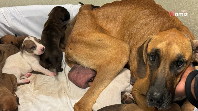Cette famille de 10 chiots est abandonnée dans les bois : leur transformation extraordinaire met les larmes aux yeux