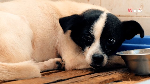 « Squelettiques et sales », 72 chiens sauvés d’un élevage clandestin du Morbihan