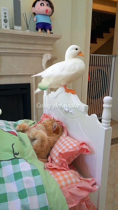 Cute cat pranks