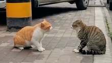 Cat fighting 