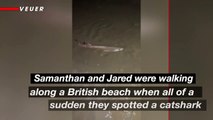 A Shark Discovery on the Shore of a Beach in the UK