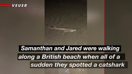 A Shark Discovery on the Shore of a Beach in the UK