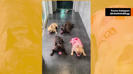 Suloinen video: Hengästyneet ranskanbulldoggit tekevät synkronoitua tanssia kielillään
