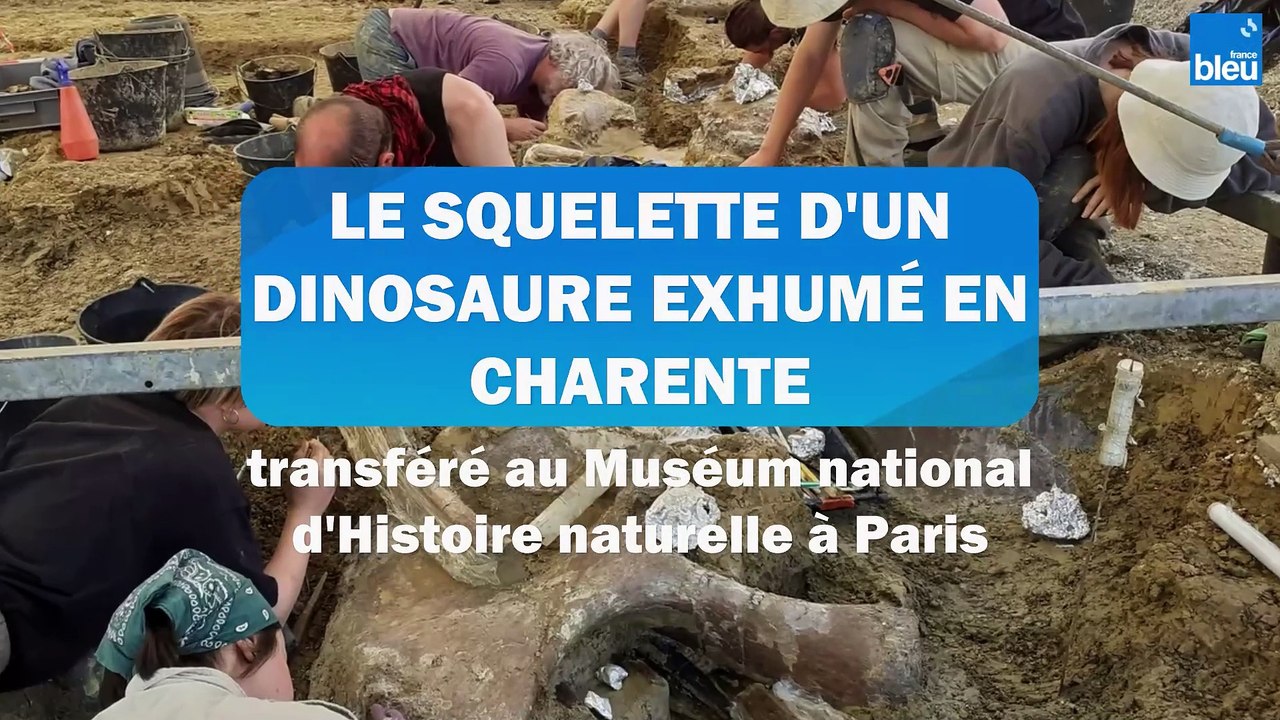 Le squelette d'un dinosaure exhumé en Charente prépare son voyage au Muséum national d'Histoire naturelle