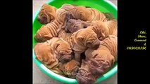 Cute And Funny Pet Videos  - Funny Dog Videos - Baby Dogs