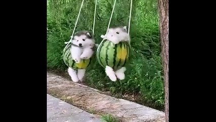 Baby Dogs  Cute and Funny Dog Videos Compilation  _ Funny Puppy Videos