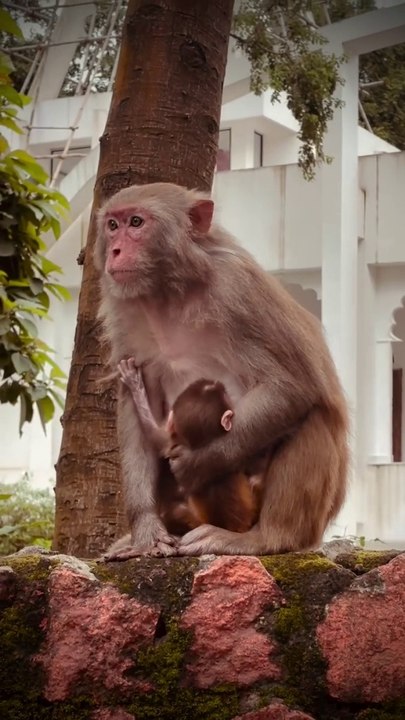 Monkey feeding her Baby