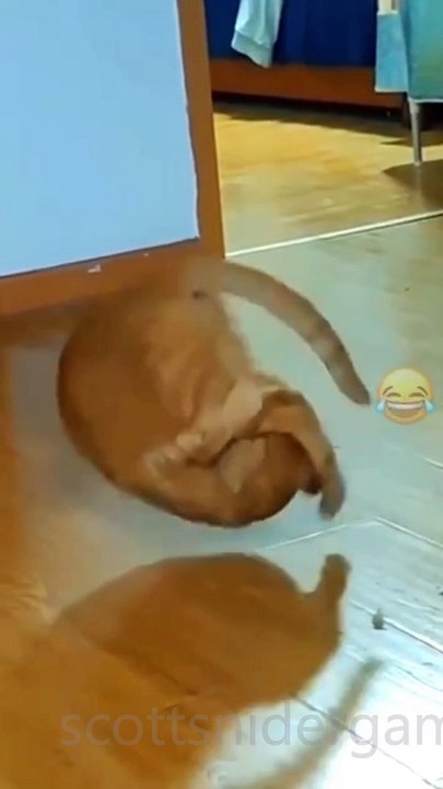 Cat Funny Video #9 (10-18-2024)