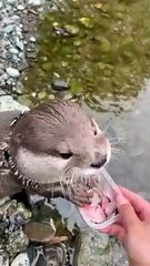 Little Otter Delighted by Fish #shorts #aty #otter #WaterSausage (1920p_60fps_H264-128kbit_AAC)