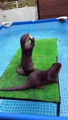 The fish is always taster on the other side #Shorts (1920p_60fps_H264-128kbit_AAC)