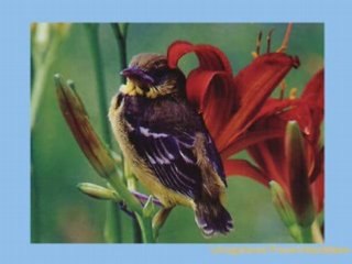 PETITS OISEAUX DE TOUTES LES COULEURS