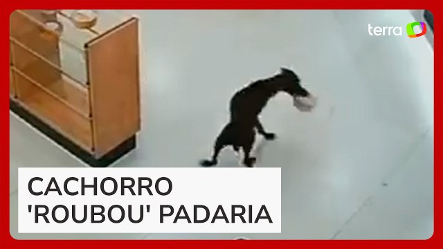 Cachorro entra em padaria, 'furta' bolo e sai de fininho em Goiás