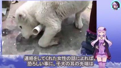 耳を切られ両方の前足を折られた子犬は地面を這いながら食べ物を探していましたThe puppy, with its ears cut and both of its front legs broken, was crawling on the ground searching for food.