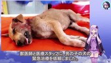 人間による残虐な行為に倒れ泣き叫ぶ子犬に助かる希望は無いと思われましたThere seemed to be no hope for the puppy, who had fallen to the ground after being brutally attacked by humans and was now crying out in pain.
