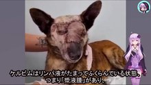 人々の無関心が、犬の瞳から光を奪い、その一生を暗闇に閉じ込めてしまいましたPeople's indifference took the light out of the dog's eyes and kept it in darkness for the rest of its life.