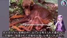 不要な犬を遺棄して絶命させようとした極悪ブリーダー、ついに逮捕！The evil breeder who abandoned his unwanted dog and tried to kill him has finally been arrested!