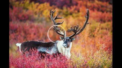 أنواع الحيوانات المجنونة في العالم كيف؟