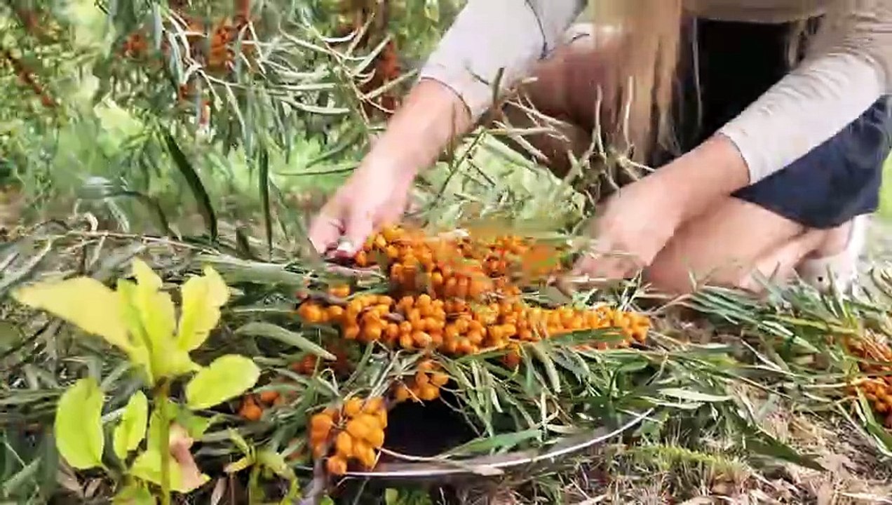 Harvesting and Preserve Sea Buckthorn for Winter l Relaxing Cooking in Village