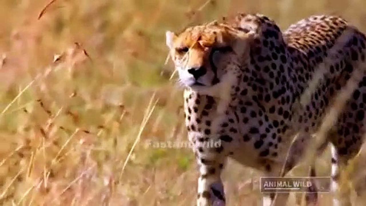 ANIMALS POWER