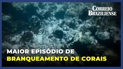 Episódio atual de branqueamento de corais é o maior já registrado