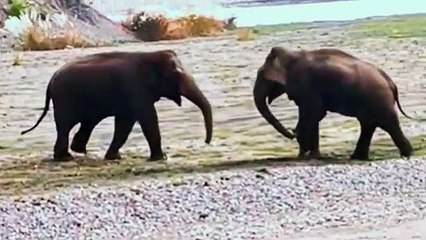 Elephant video ! Elephant vs elephant fight