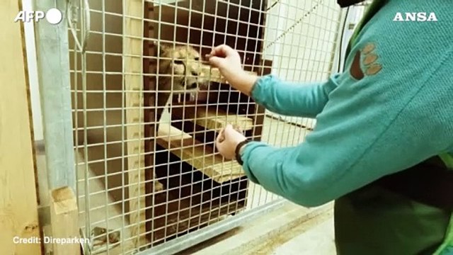 Norvegia, quattro cuccioli di ghepardo nati nello zoo di Kristiansand