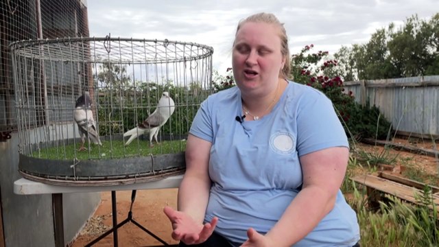 South Australian pigeon breeders showcase the hidden talents of the oft-maligned bird
